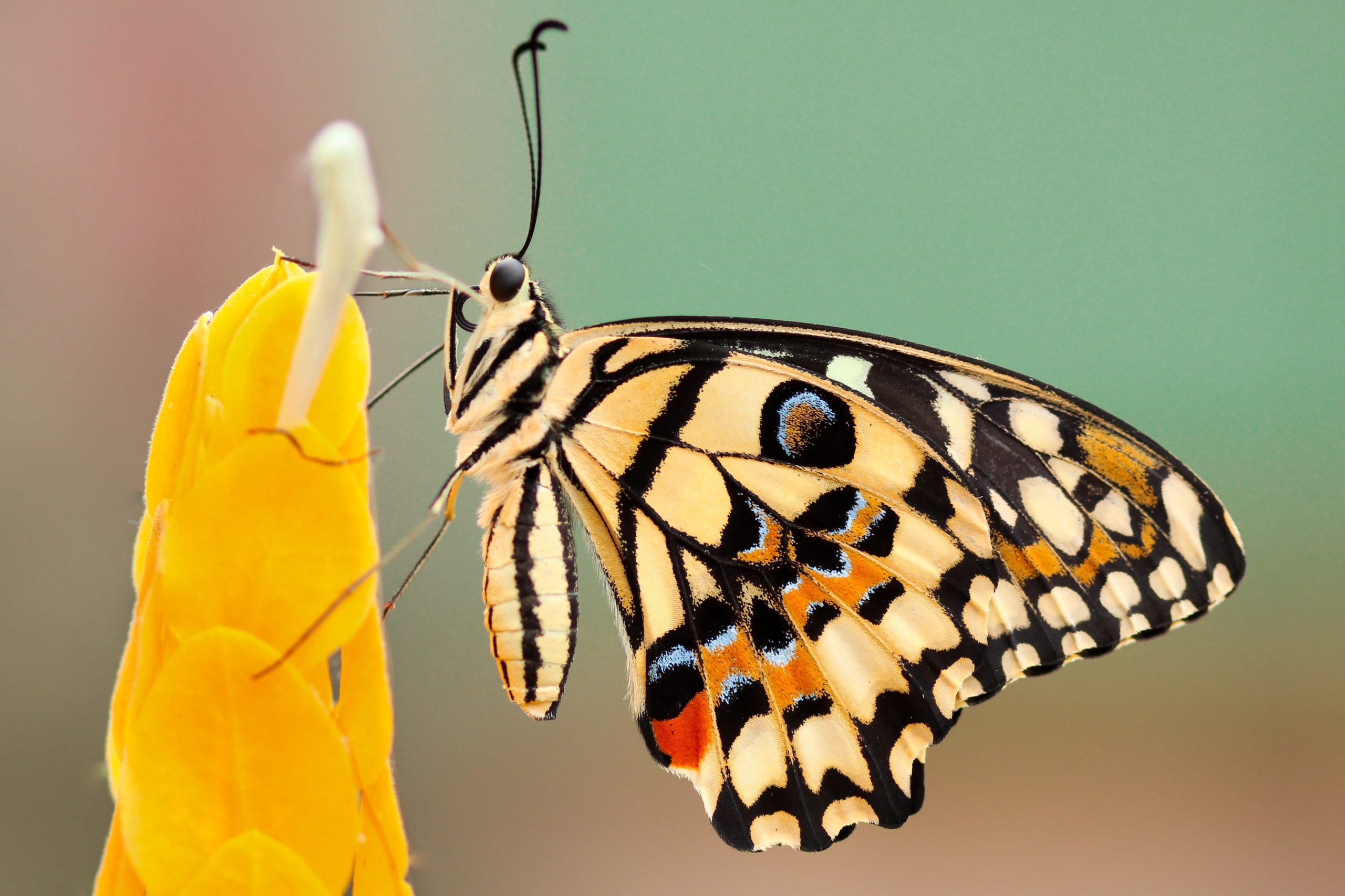 Metamorfose